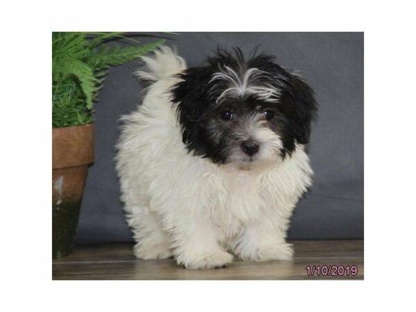 Coton De Tulear DOG Male Black / White 22534 Petland Racine, Wisconsin