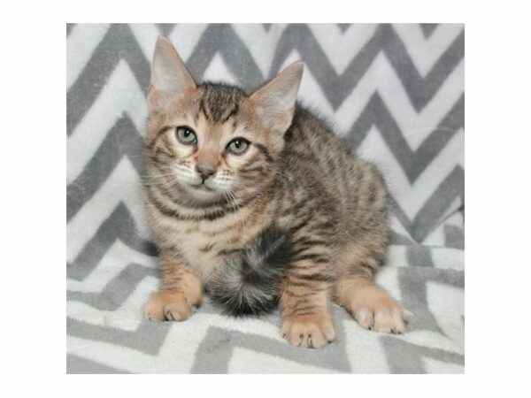 Bengal-CAT-Female-Black / Brown-22529-Petland Racine, Wisconsin