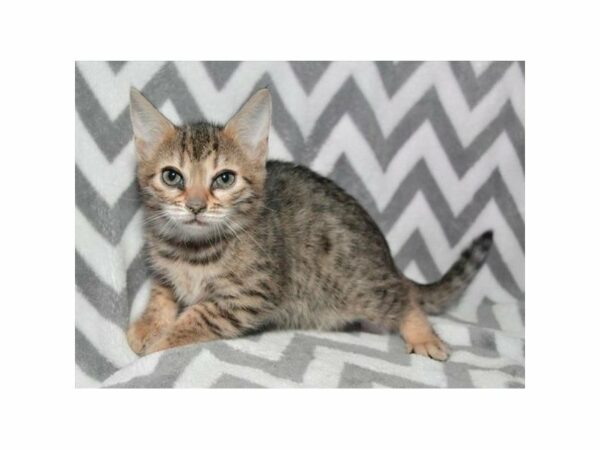 Bengal-CAT-Male-Black / Brown-22533-Petland Racine, Wisconsin