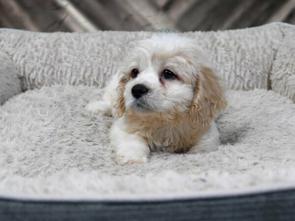 Cockapoo-DOG-Male-BUFF/WHITE-22549-Petland Racine, Wisconsin