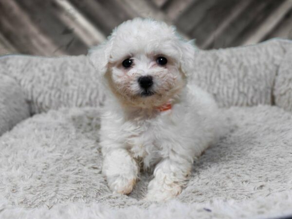 Maltichon-DOG-Male-BUFF/WHITE-22550-Petland Racine, Wisconsin