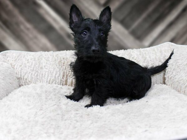 Scottish Terrier DOG Male Black 22536 Petland Racine, Wisconsin