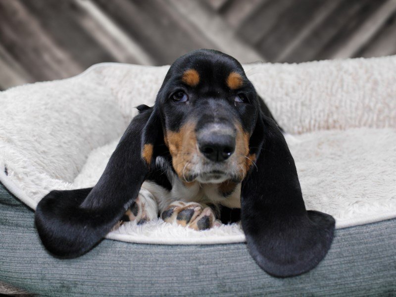 View Basset Hound Puppy Photos Petland Racine, Wisconsin