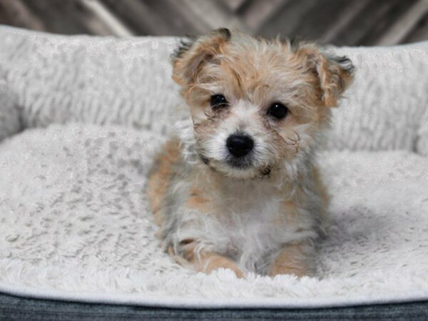 Yochon-DOG-Female-GLD/RED-22544-Petland Racine, Wisconsin