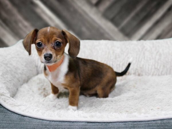 Chiweenie DOG Female RED/WH 22545 Petland Racine, Wisconsin