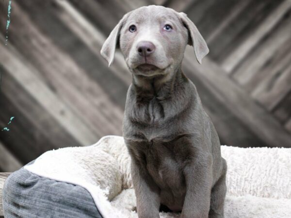 Labrador Retriever-DOG-Female-Silver-22540-Petland Racine, Wisconsin