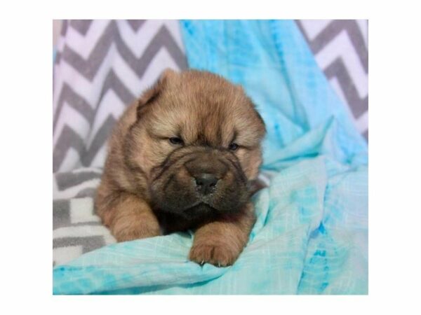 Chinese Shar-Pei-DOG-Male-Sable-22573-Petland Racine, Wisconsin