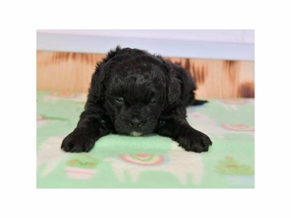 Shih Tzu/Poodle-DOG-Male-Black-22566-Petland Racine, Wisconsin