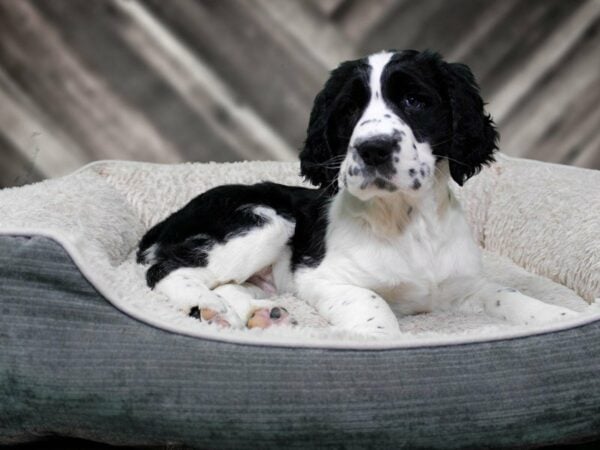 English Springer Spaniel-DOG-Male-Black / White-22562-Petland Racine, Wisconsin