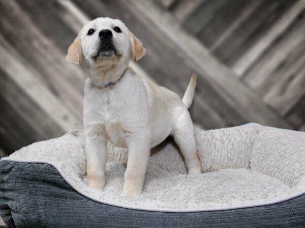 Labrador Retriever-DOG-Female-Yellow-22565-Petland Racine, Wisconsin