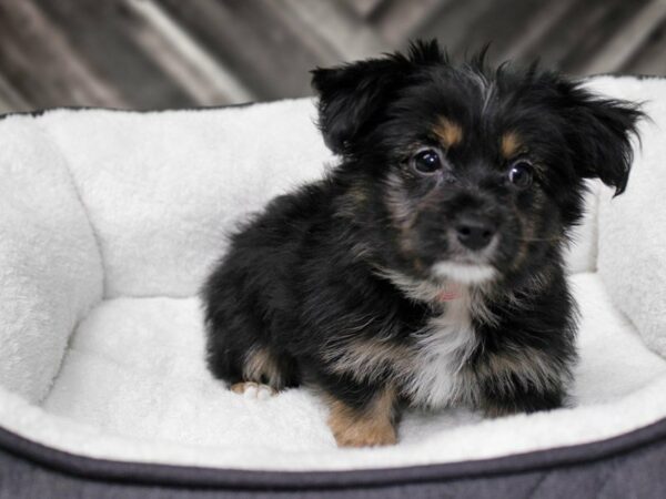 Havashire-DOG-Female-Black / Gold-22552-Petland Racine, Wisconsin