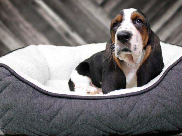 Basset Hound-DOG-Male-Tri-Colored-22555-Petland Racine, Wisconsin