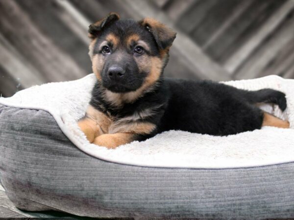 German Shepherd-DOG-Male-BLK TAN-22575-Petland Racine, Wisconsin