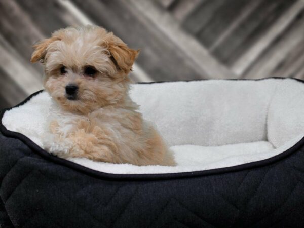 Pomapoo-DOG-Female-Brown-22569-Petland Racine, Wisconsin