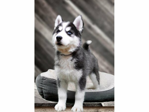 Siberian Husky-DOG-Female-Black / White-22571-Petland Racine, Wisconsin