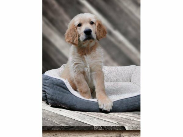 Golden Retriever-DOG-Male-Golden-22556-Petland Racine, Wisconsin