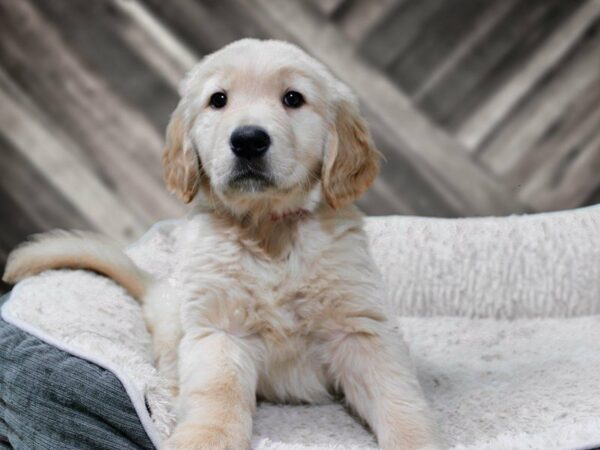 Golden Retriever-DOG-Male-GOLDEN-22580-Petland Racine, Wisconsin