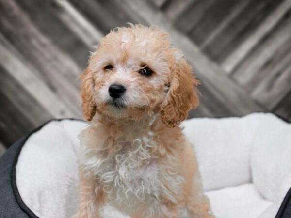 Cavadoodlepoo-DOG-Female-APCT-22579-Petland Racine, Wisconsin