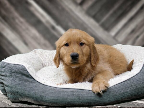 Golden Retriever-DOG-Male-Golden-22557-Petland Racine, Wisconsin