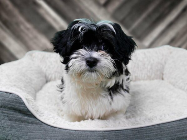 Havanese-DOG-Male-WH/BLK-22576-Petland Racine, Wisconsin