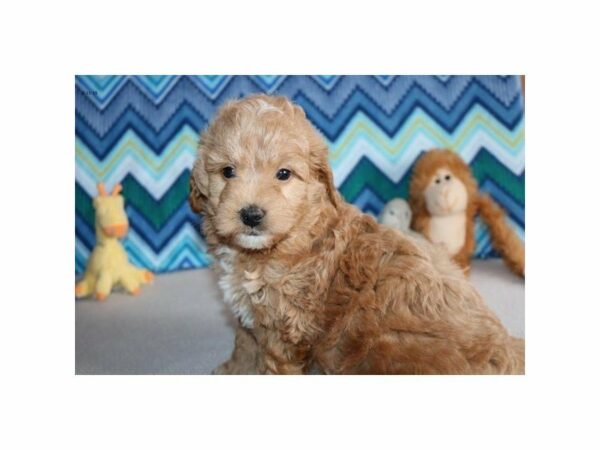 Goldendoodle Mini 2nd Gen-DOG-Male-Apricot-22600-Petland Racine, Wisconsin