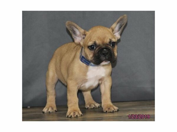 French Bulldog-DOG-Male-Fawn-22599-Petland Racine, Wisconsin
