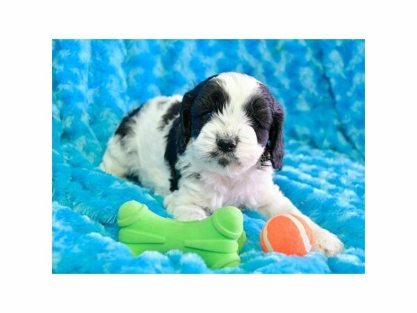 Cockapoo DOG Male Black / White 22596 Petland Racine, Wisconsin