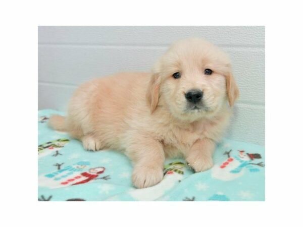 Golden Retriever-DOG-Male-Golden-22604-Petland Racine, Wisconsin