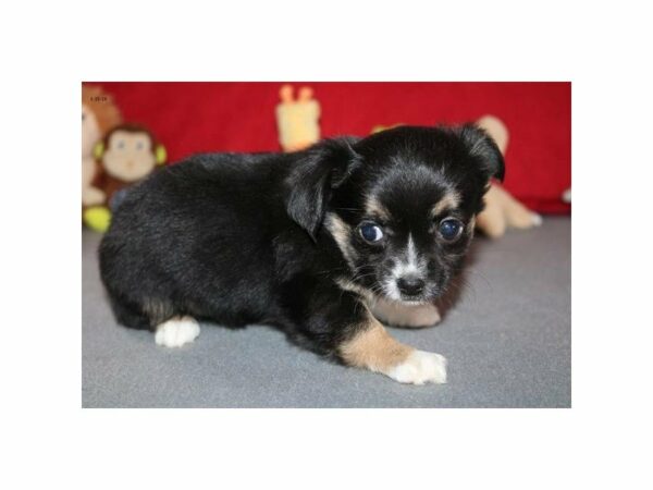 Chihuahua-DOG-Female-Black-22603-Petland Racine, Wisconsin