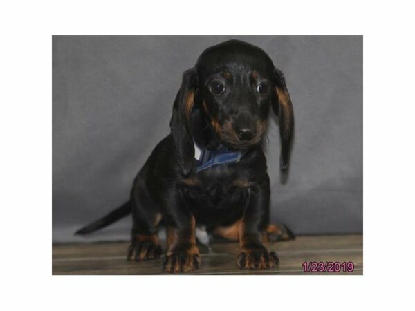 Dachshund-DOG-Male-Black / Tan-22592-Petland Racine, Wisconsin