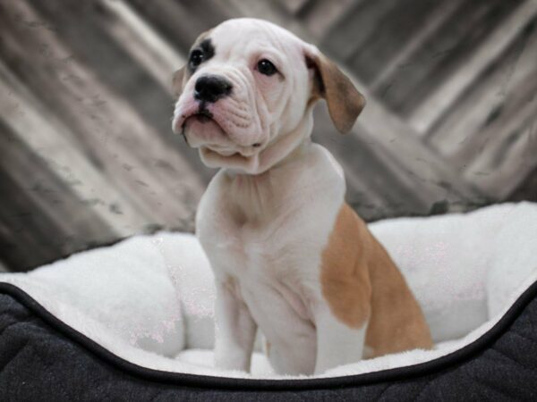 American Bulldog-DOG-Female-RED/WH-22609-Petland Racine, Wisconsin