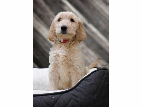 Goldendoodle-DOG-Female-Cream-22607-Petland Racine, Wisconsin