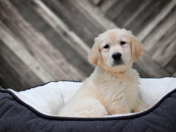 Golden Retriever-DOG-Male-LT. GOLD-22612-Petland Racine, Wisconsin