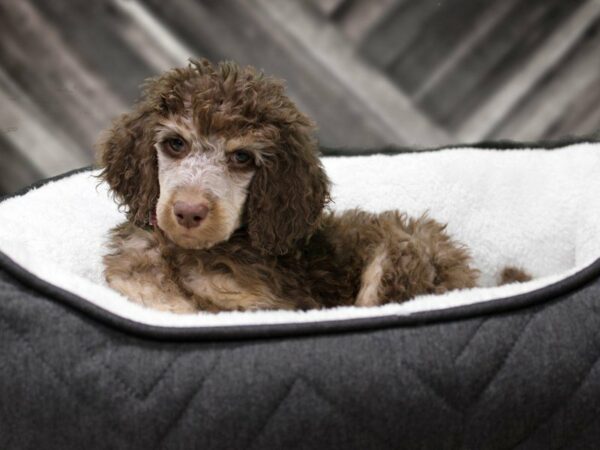 Standard Poodle-DOG-Female-CHOC PHANTOM-22610-Petland Racine, Wisconsin