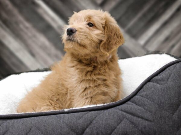 Goldendoodle Mini-DOG-Male-Golden-22602-Petland Racine, Wisconsin