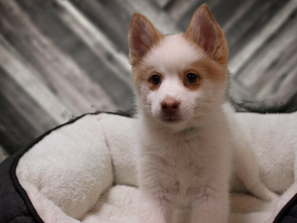 Pomsky DOG Female White / Fawn 22590 Petland Racine, Wisconsin