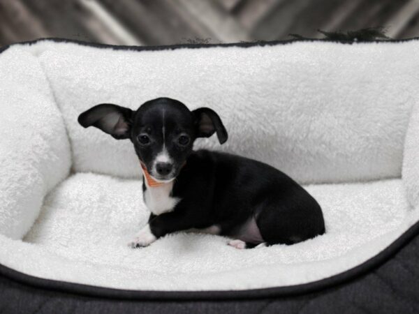 Chiweenie DOG Female BLK/WH 22611 Petland Racine, Wisconsin