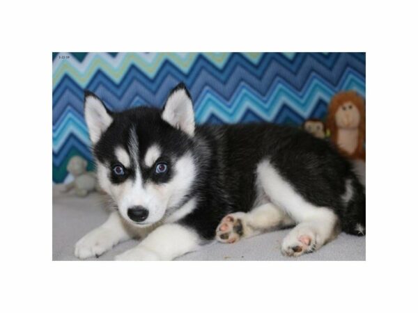 Siberian Husky-DOG-Female-Black / White-22630-Petland Racine, Wisconsin