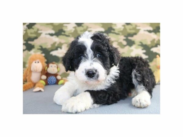 Aussiepoo-DOG-Male-Black / White-22625-Petland Racine, Wisconsin