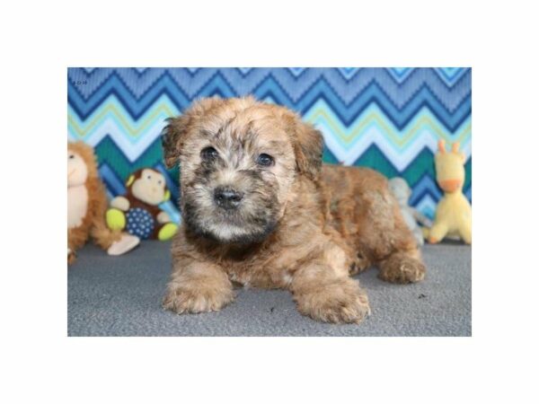 Soft Coated Wheaten Terrier-DOG-Male-Brown-22621-Petland Racine, Wisconsin