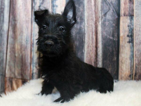 Scottish Terrier DOG Male Black 14551 Petland Racine, Wisconsin