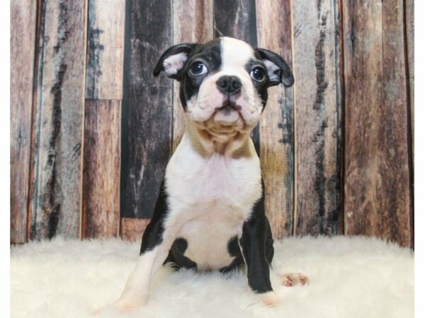 Boston Terrier-DOG-Male-Black / White-14571-Petland Racine, Wisconsin