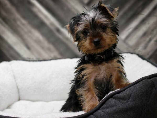 Yorkshire Terrier-DOG-Male-BLK/TAN-22643-Petland Racine, Wisconsin