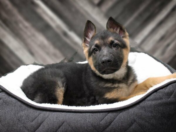 German Shepherd-DOG-Male-BLK/TAN-22642-Petland Racine, Wisconsin