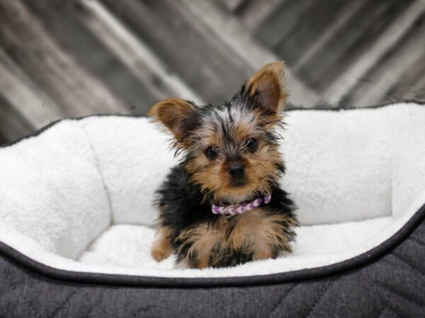 Yorkshire Terrier-DOG-Female-BLK/TAN-22644-Petland Racine, Wisconsin