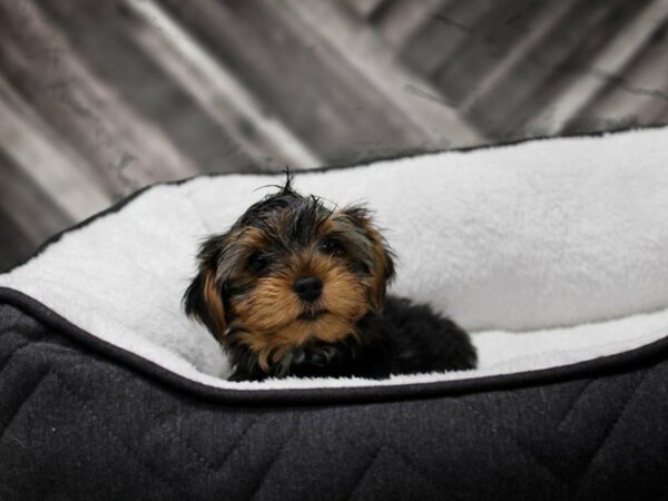 Yorkshire Terrier-DOG-Male-BLK/TAN-22646-Petland Racine, Wisconsin