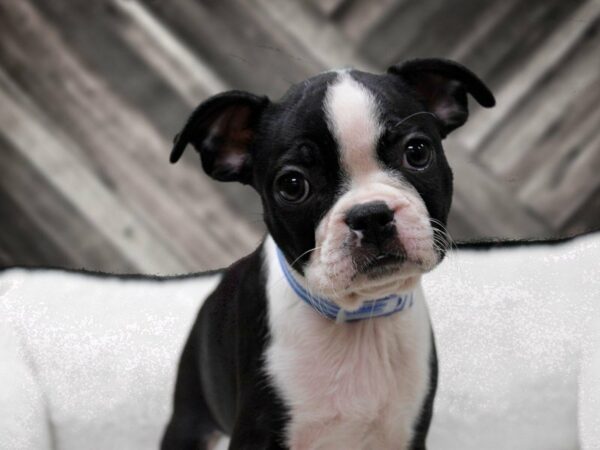 Boston Terrier-DOG-Female-BLK/WH-22636-Petland Racine, Wisconsin