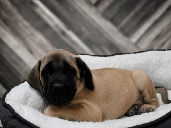 English Mastiff-DOG-Female-FAWN-22641-Petland Racine, Wisconsin