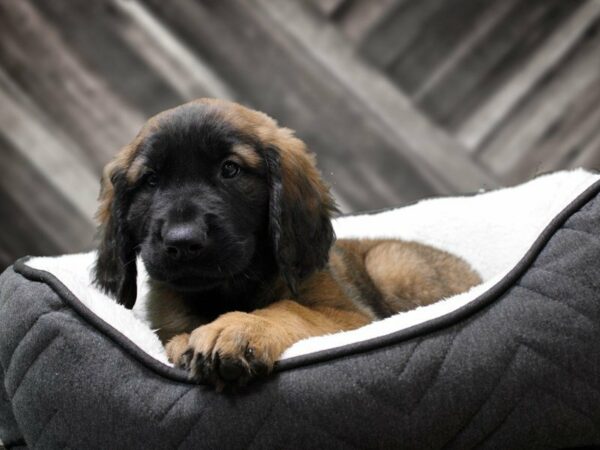 Golden Retriever/Leonberger-DOG-Male-SANDY-22637-Petland Racine, Wisconsin