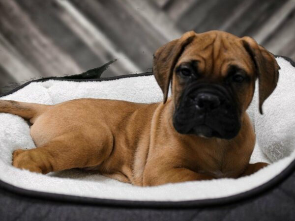 Bullmastiff-DOG-Male-Red Fawn-22634-Petland Racine, Wisconsin